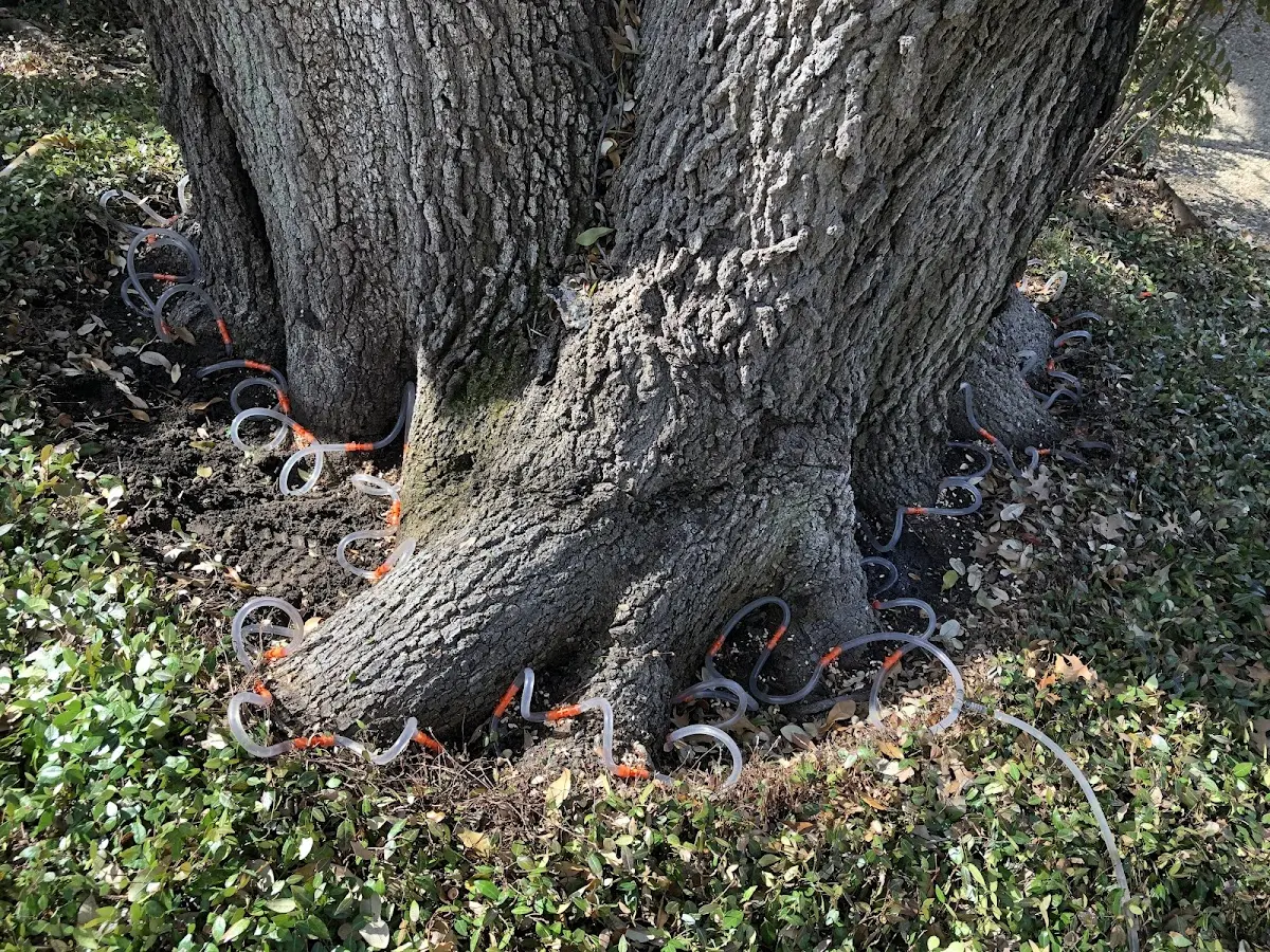 Detailed Tree Cabling and Bracing job site in Avondale Estates